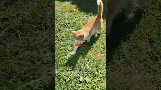 #пухляш #БЕЗКОТАИЖИЗНЬНЕТА #жиротопка #трансформация