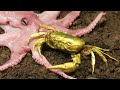 STOP MOTION ASMR GOLDEN CRAB vs GIANT OCTOPUS Primitive Cooking 4K