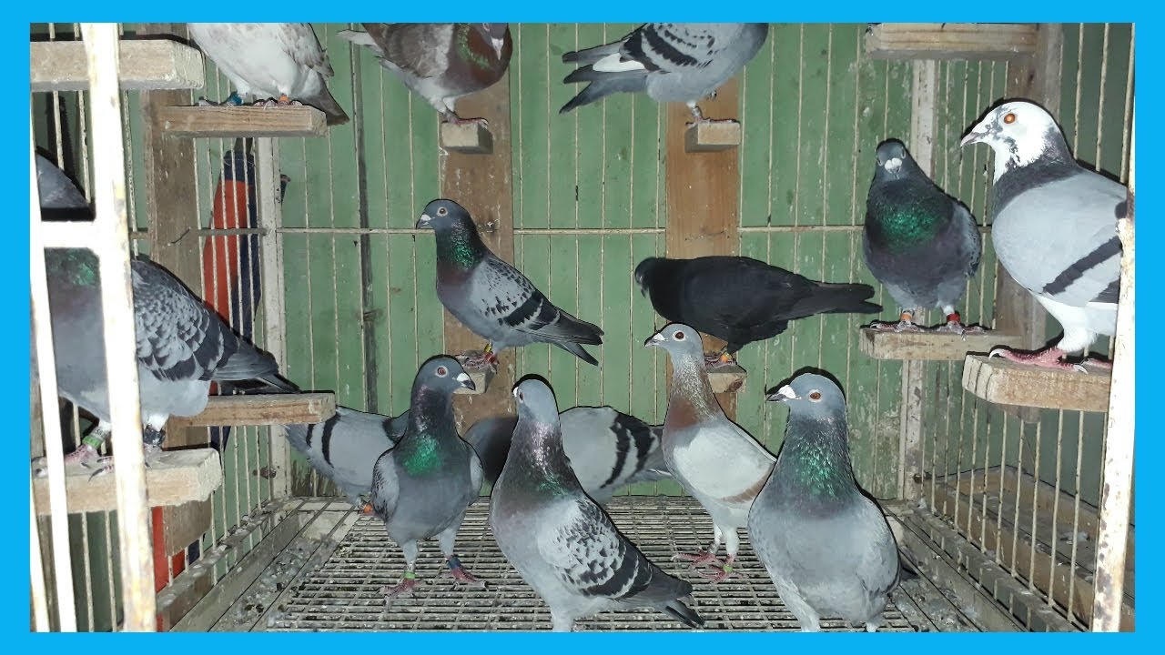 best racing homer pigeons breeding loft best breeding pigeon bd