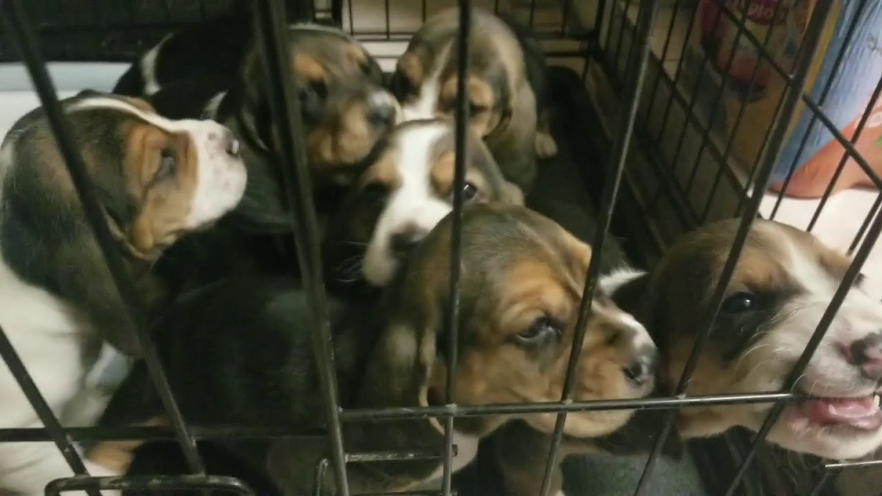 Puppies in the jail😈🐕 - YouTube