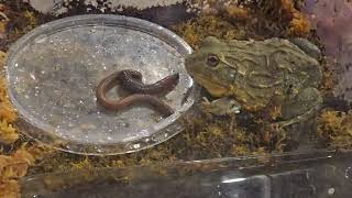 African Bullfrog Feeding