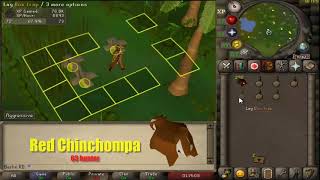 OSRS Basic Red Chinchompa Hunter Guide 2020