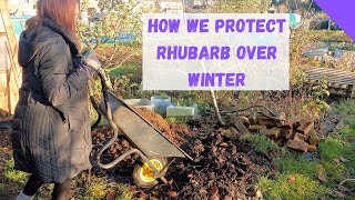 How To Prepare Rhubarb For Winter - Allotment Gardening For Beginners