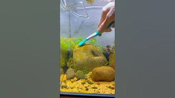 3 Ways To Beat Algae In Your FIsh Tank  #fishtank #algae #aquascape #plants