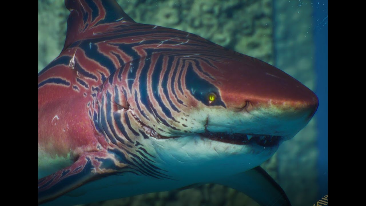 Tiger Sharks | FacTime 