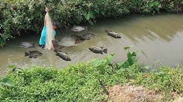 giăng lưới cá rô phi giữa cánh đồng