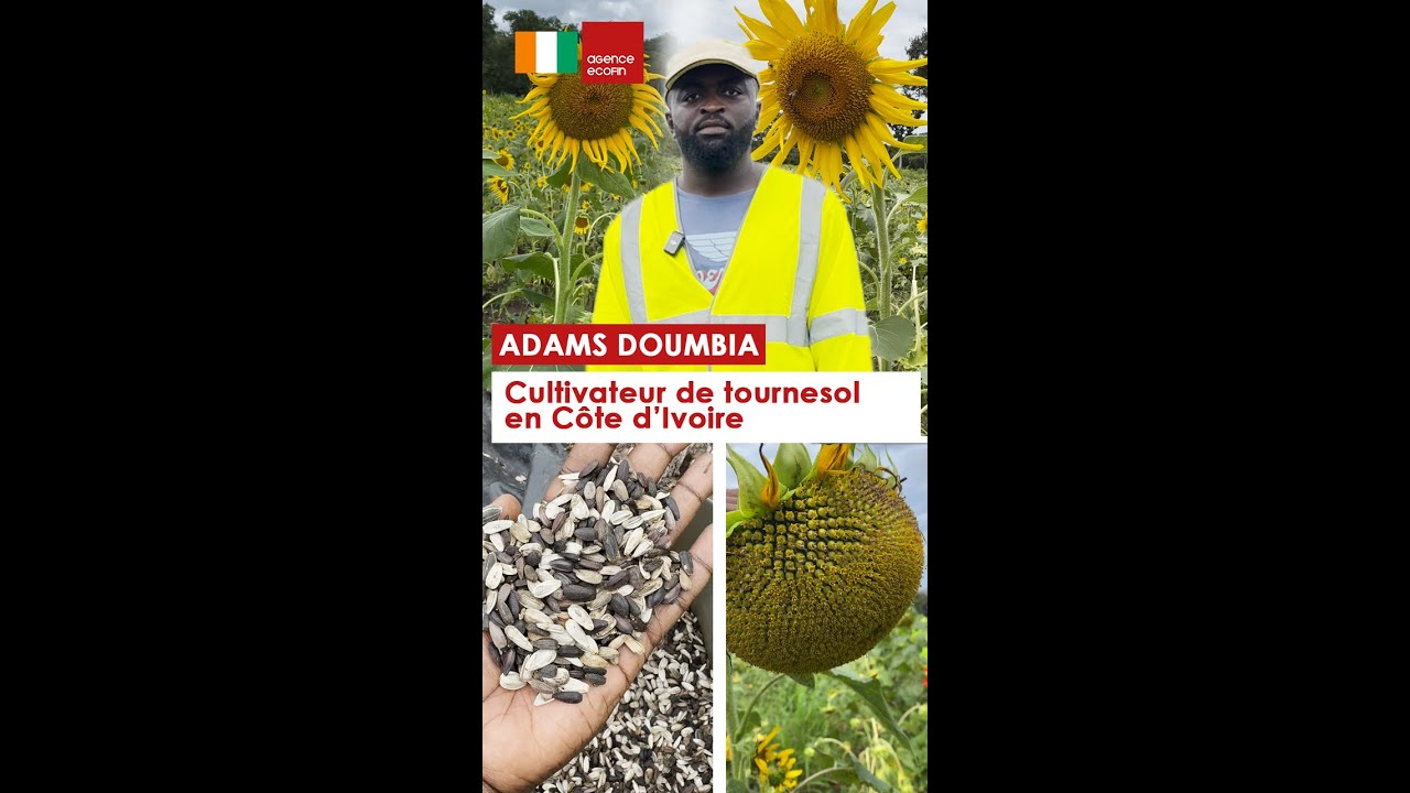 🌻🇨🇮 Révolution agricole en Côte d'Ivoire : Adams Doumbia et l'huile de tournesol locale 🚜💧