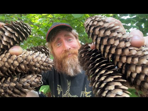 ASMR🐿️Truly Random Lofi Fast Aggressive🐿️