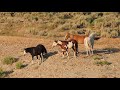 Wild horses at Sand Wash Basin Colorado Summer 2019