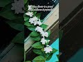 song lyrics ❤️ #jasmine #flowers #flower quotations .