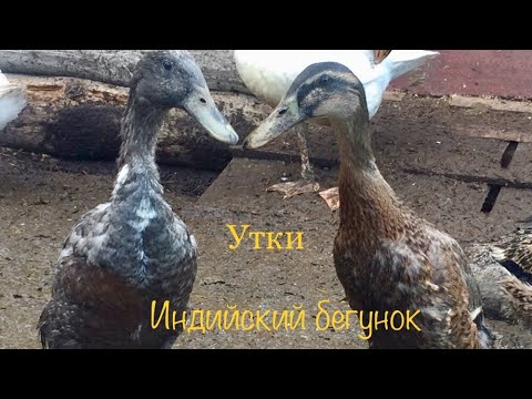 Обзор Индийских Бегунков/ Лакомство этих Уток/ Повадки/ Половозрелость/Отличие селезней от уточек