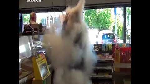 Anti Theft Smoke, Security Fog Cannon