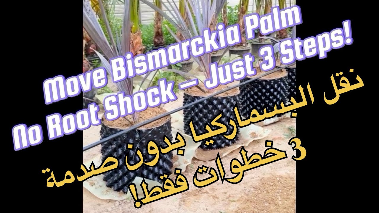 تحضير نقل نخلة البسماركيا من الأصيص إلى أصيص هوائي | 3 خطوات لتقليل صدمة الجذور