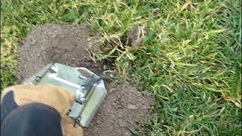 a good gopher catch in Cinch Trap