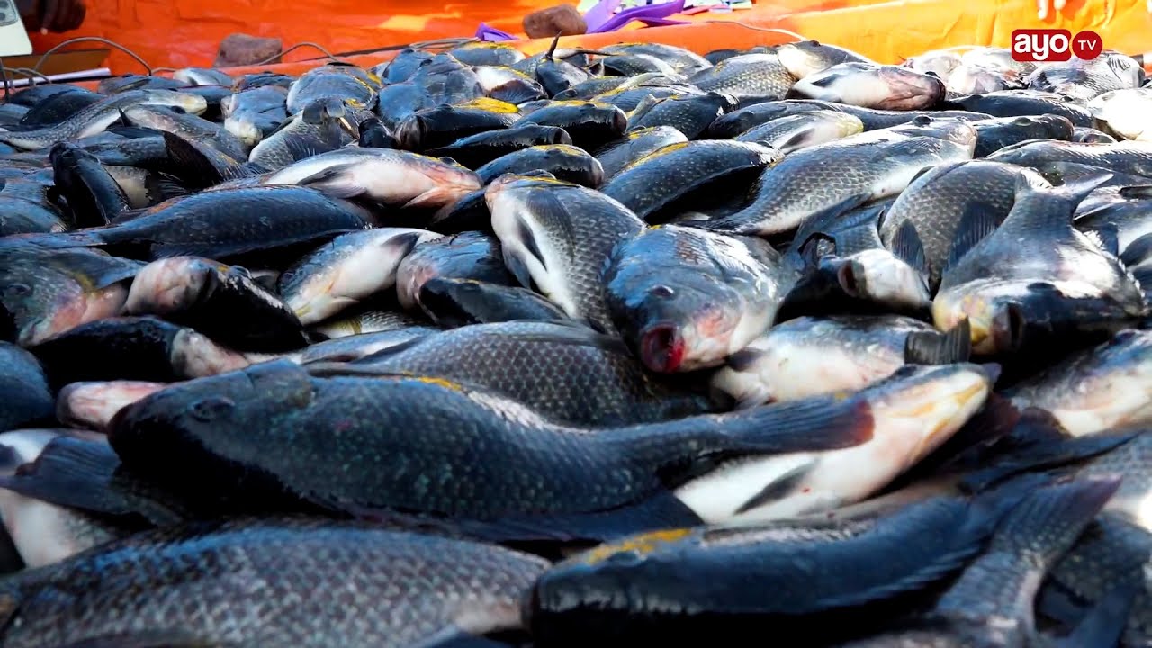 UVUNAJI WA SAMAKI KWENYE VIZIMBA ZIWA TANGANYIKA KIGOMA WAANZA, NAIBU KATIBU MKUU AFIKA