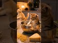 cute cat video adorable cat funny cat moments #cutecat #catvideo #kitten #catlover