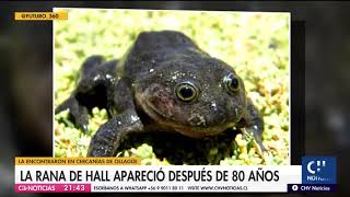 La rana de Hall reaparece en Chile luego de 80 años