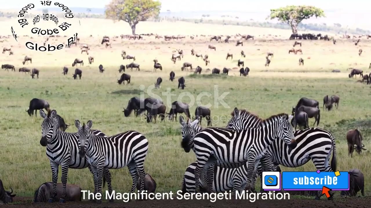 Spectacular Serengeti Migration: Marvel at Africa's Wildlife 
