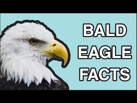 Bald Eagle Facts: The Life of the Bald Eagle