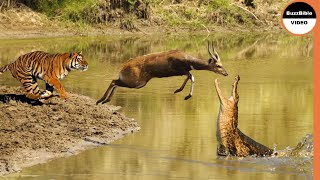 From Tiger To Crocodile: No Escape For This Deer