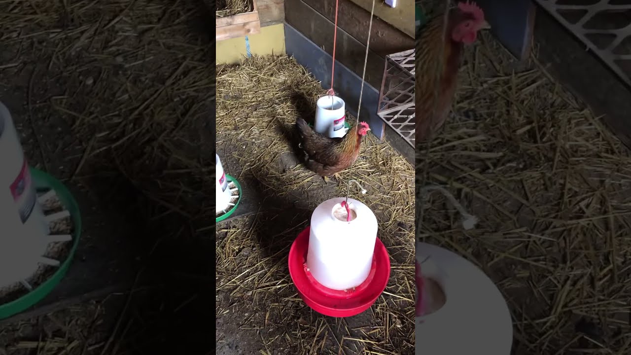 I Calmed My Chicken Down Today 