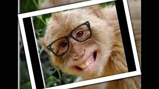 Lagi Tamvan Si Monyetlike