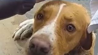 Dog trapped in pond at golf course rescued by police in Colorado