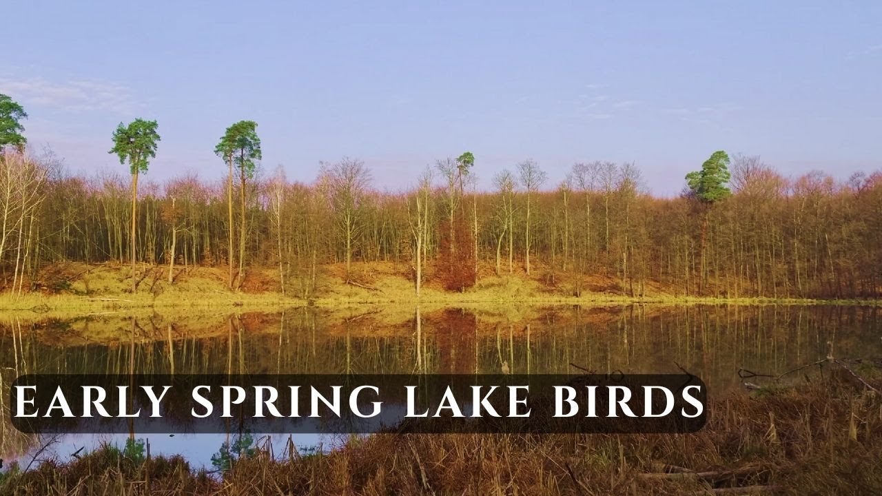 Early Spring Lake Birds & Ducks • Peaceful Morning Nature Sounds for Relaxation