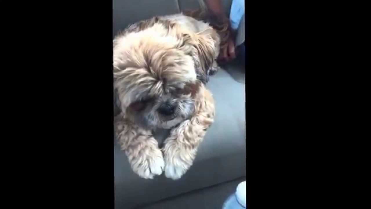 shih tzu whining whining shih tzu shih tzu whining whining shih tzu