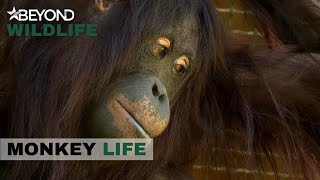 S7E11 | A Sad Goodbye For HsiaoNing On Their Last Day At The Park | Monkey Life | Beyond Wildlife