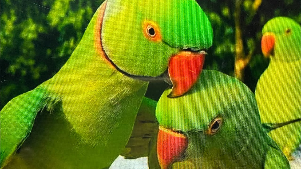 Nature Beauty137 is live!#shorts