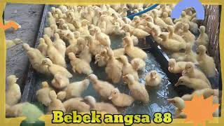 lagu anak bebek ados kali