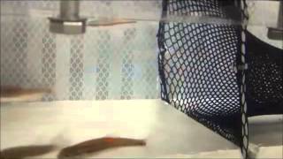 Trawling simulation with minnows and miniature trawl net within a swim flume.