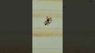 garden spider vs horse fly #circleoflife #spider #horsefly