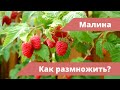 Как размножить малину крапивкой летом? Все, что нужно знать про уход за малиной летом