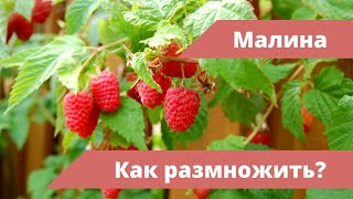 Как размножить малину крапивкой летом? Все, что нужно знать про уход за малиной летом