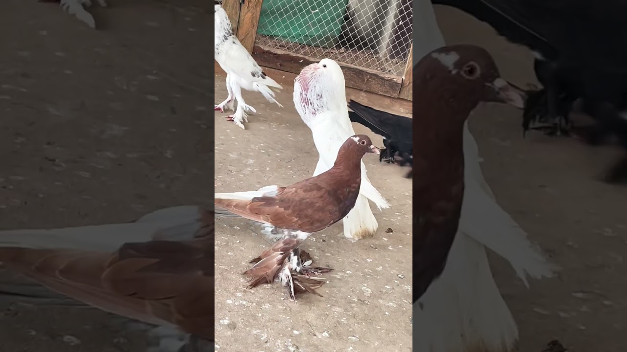 Why English Pouter Pigeons Are So Weird