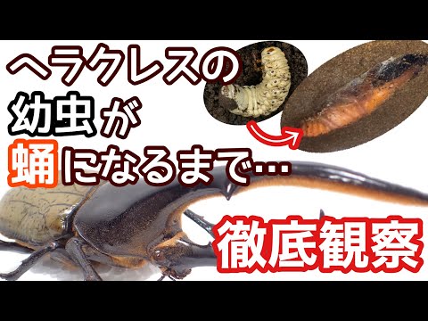 ヘラクレスオオカブトが幼虫から蛹になるまで徹底観察してみた カブトムシ飼育