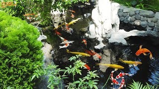 DIY beautiful outdoor Koi aquarium