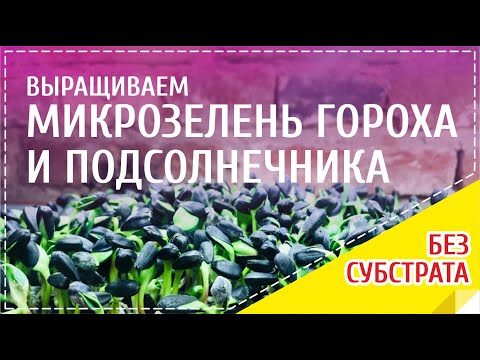 Вопрос: Помешают ли почему подсолнухи рати гороху под ними?