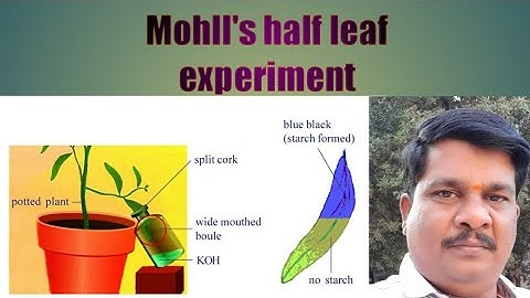 Activity - carbon dioxide is essential for photosynthesis