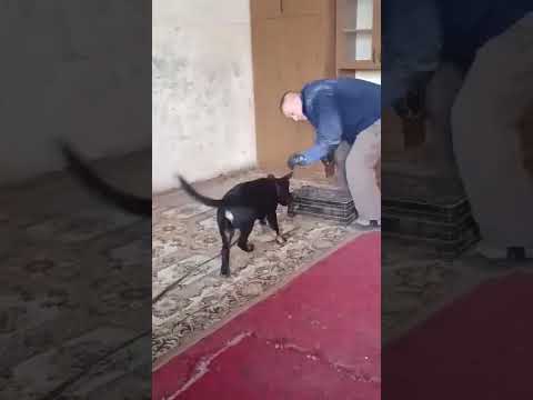 Kezdő kereső játék videóelőnézete