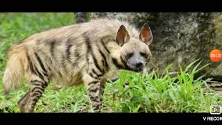 Karadaki̇ En Tehli̇keli̇ Yirtici Hayvanlar Resimi