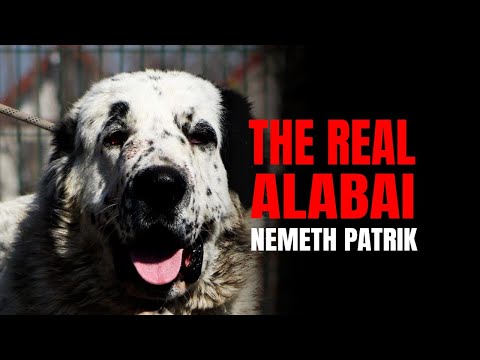 Central Asian Shepherds and Alabai explained Nemeth Patrik|Replay