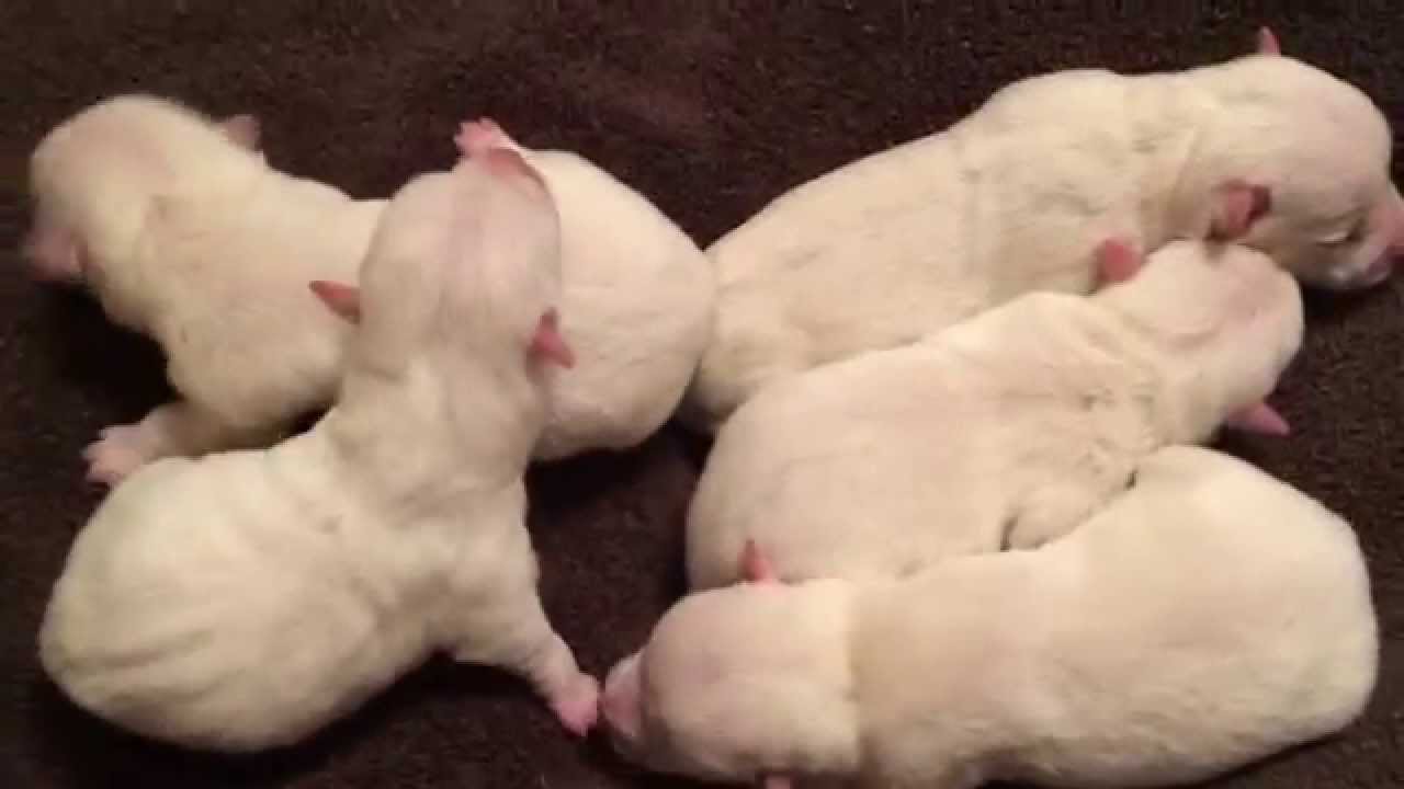 newborn westie puppies