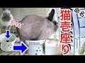 うさぎの変座り猫壱皿＊小さなお皿にあり得ない座り方をしている瞬間を激撮。4K VIDEO【兎観察小屋#30】Bunny Rabbit room【GoPro HERO 7】