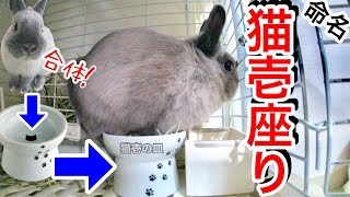 うさぎの変座り猫壱皿＊小さなお皿にあり得ない座り方をしている瞬間を激撮。4K VIDEO【兎観察小屋#30】Bunny Rabbit room【GoPro HERO 7】