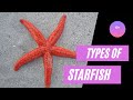 Beautiful sea starfish species in English - #starfish