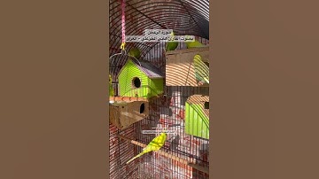 #سورة_الرحمن #قرآن #قراءة #العراق #المصحف #فضل #السورة #طيور #البادجي #quran #birds #budgies #texas