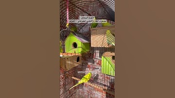 #سورة_الرحمن #قرآن #قراءة #العراق #المصحف #فضل #السورة #طيور #البادجي #quran #birds #budgies #texas